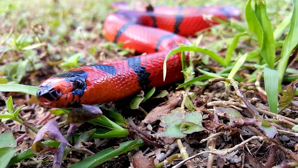 Red-bellied stripe snake