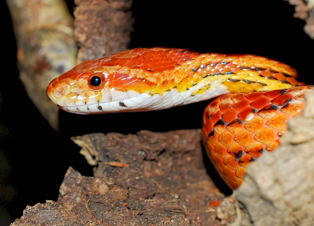 Maize stripe snake