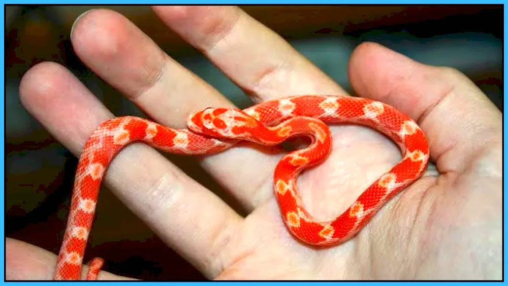 Tiger albino python