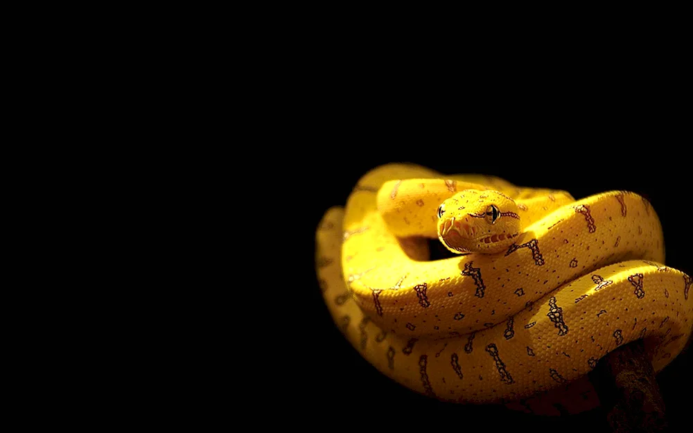 Snake. on a black background