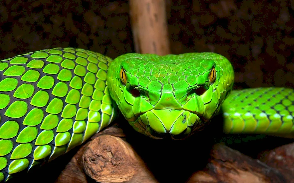 Albino python snake