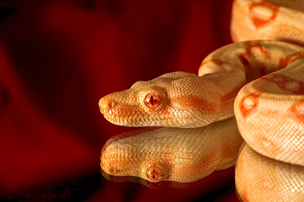 Albino python snake