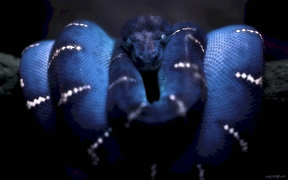 Green rattlesnake