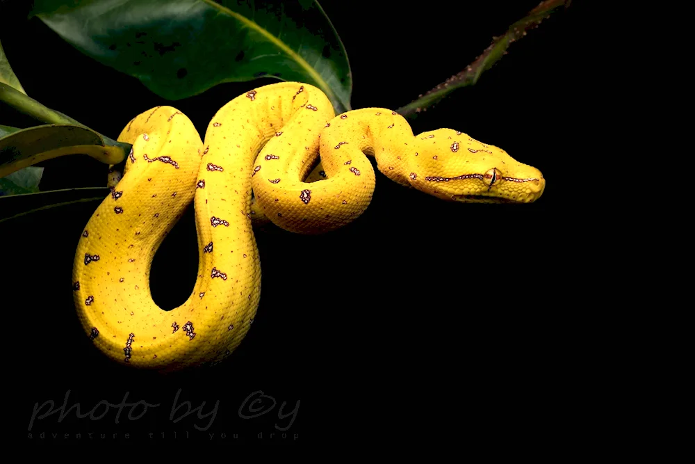 Tiger python yellow