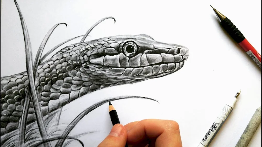 Snake drawing