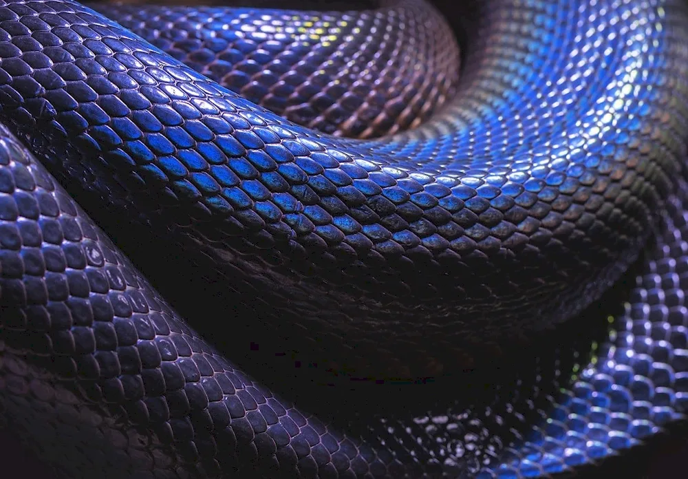 Taipan blue