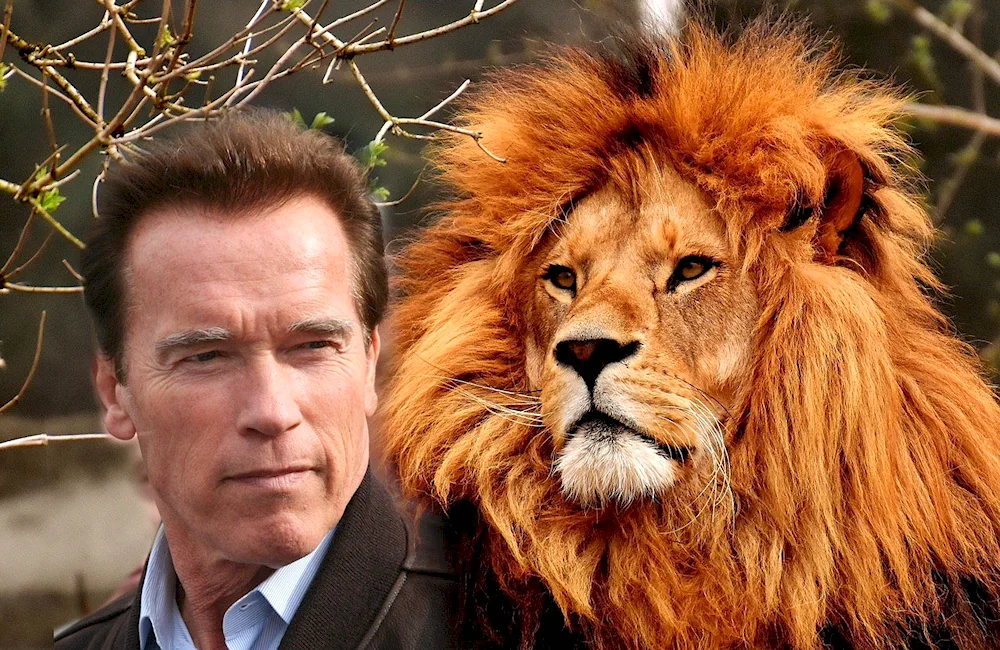 Celebrities with ZZs Lion