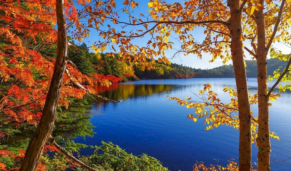 Golden autumn lake nature river forest