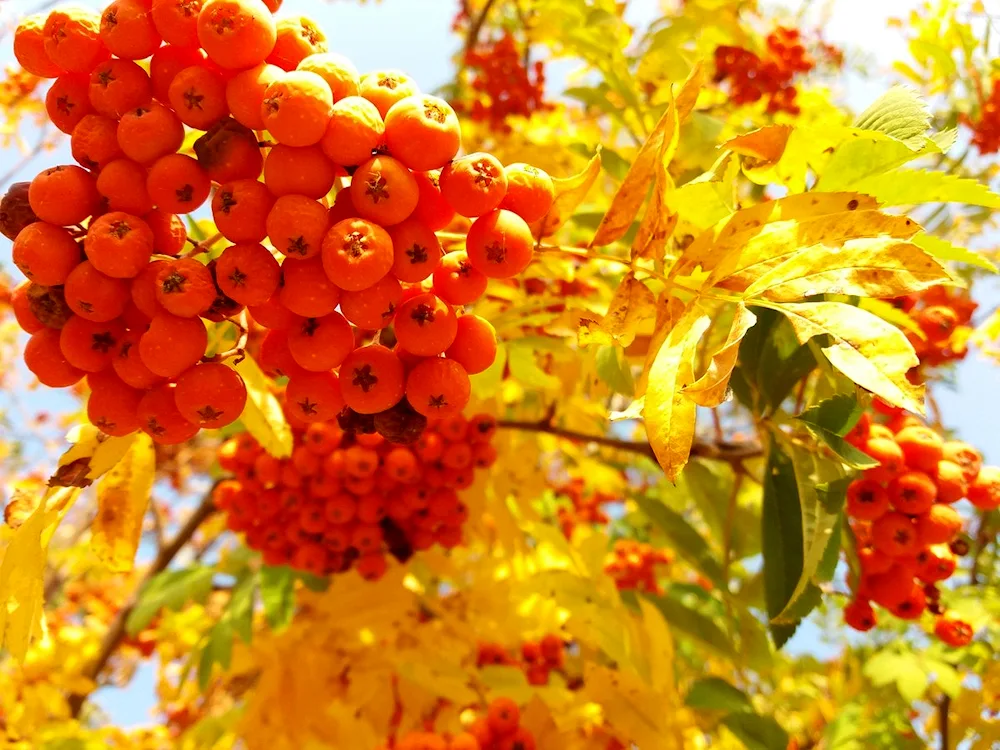 Golden autumn mountain ash