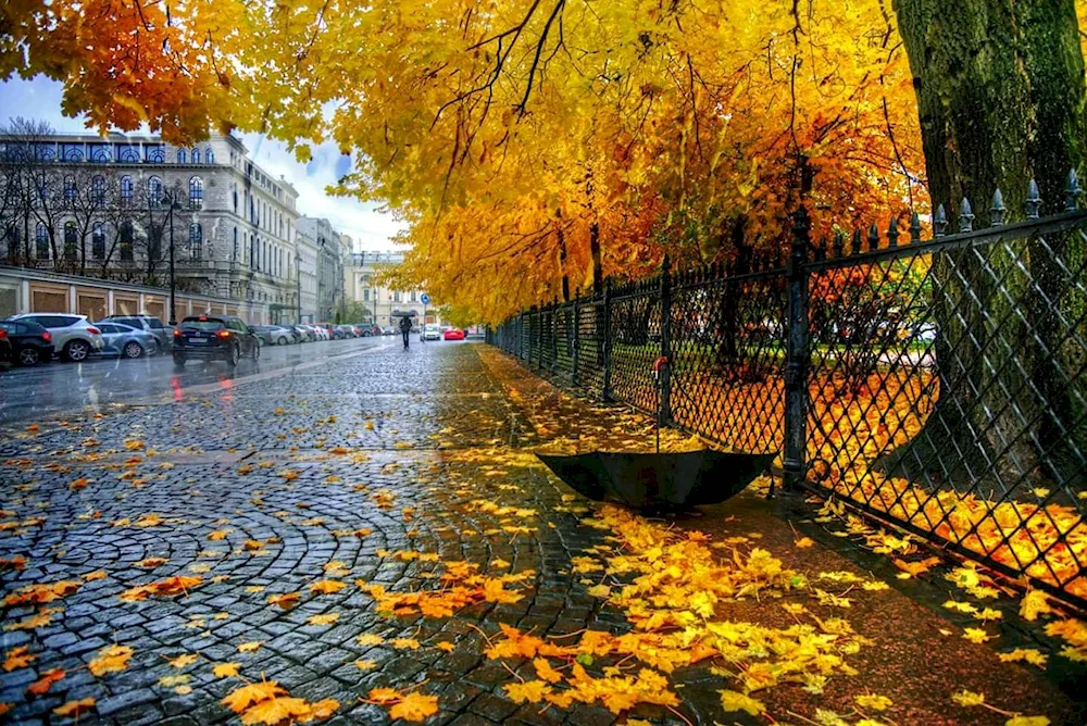 Golden autumn in St. Petersburg Petrogradka