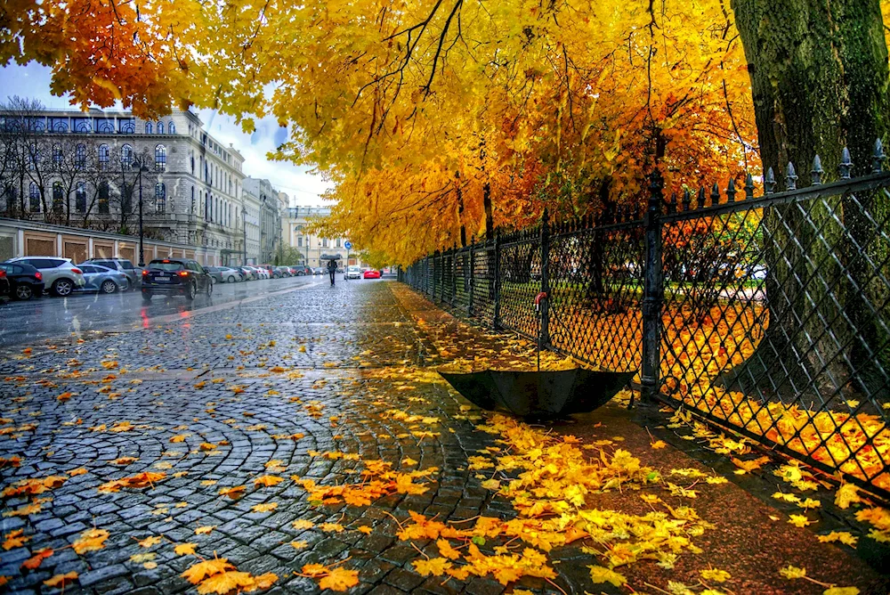 Leaves in a puddle