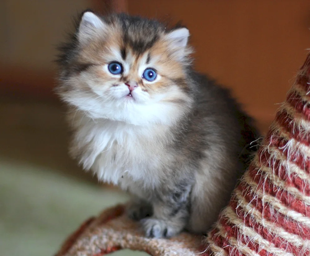 British Golden Chinchilla Long-haired cat