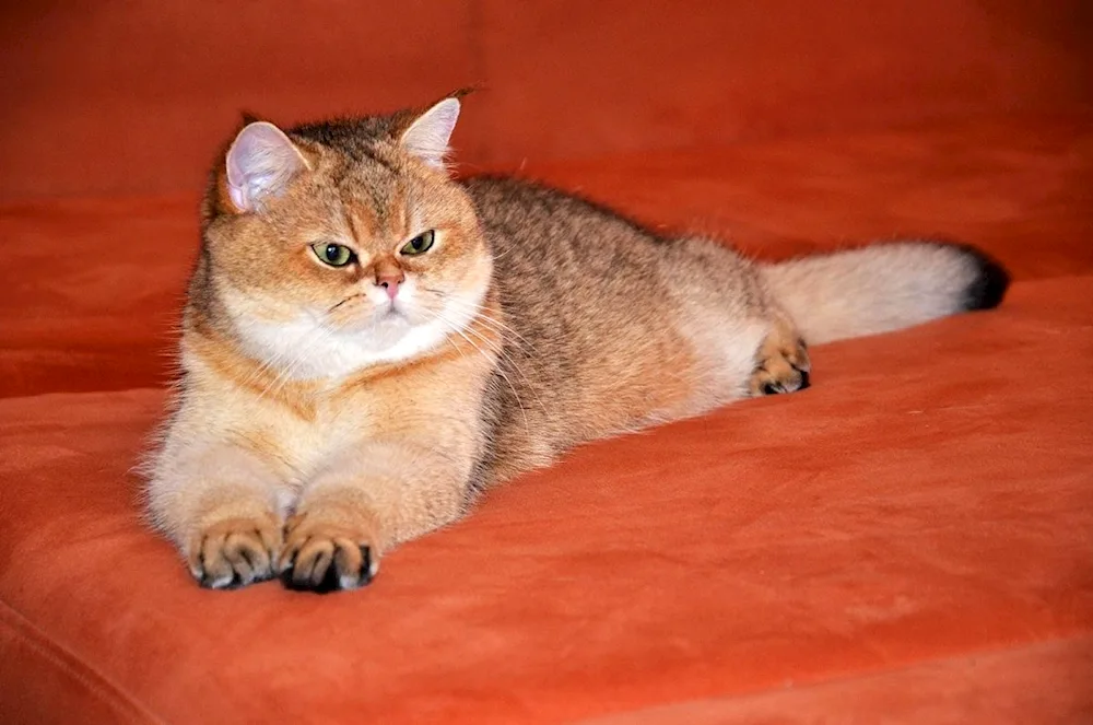 British Golden Chinchilla