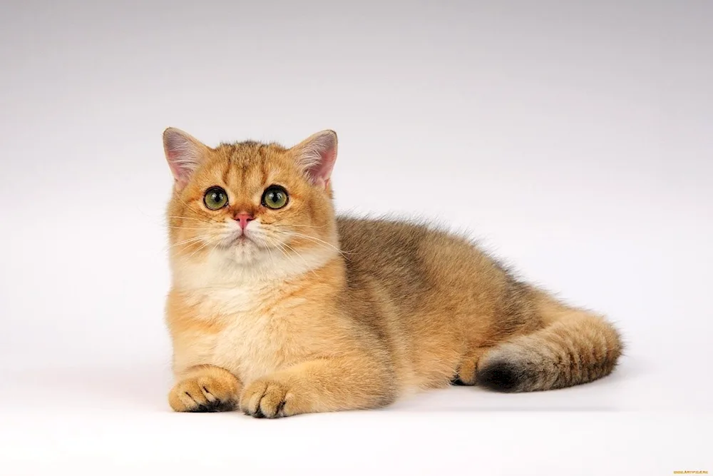 Scottish Golden Chinchilla