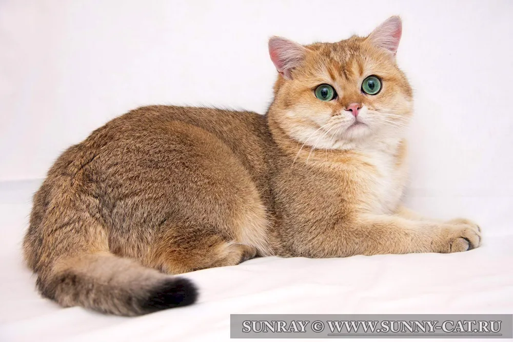 British Golden chinchilla