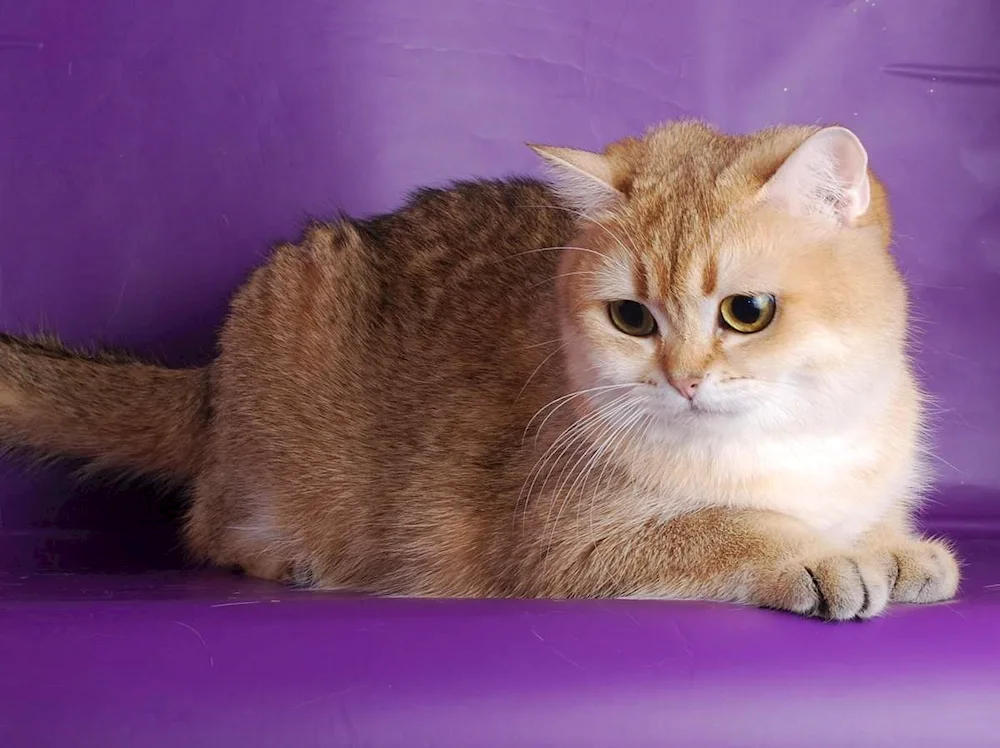 British Golden tiked chinchilla