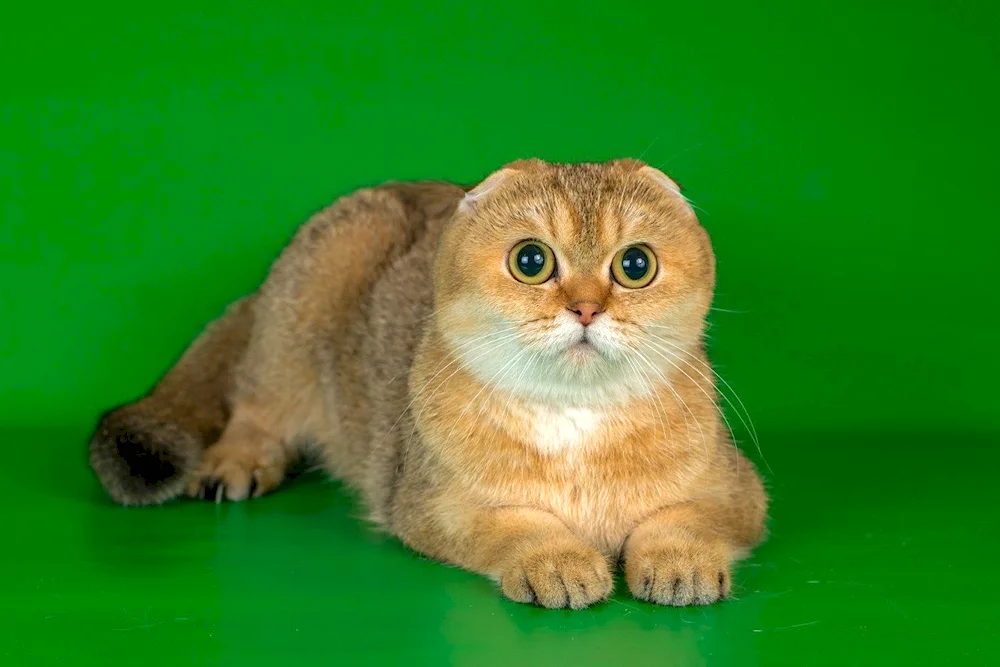 British Golden Chinchilla