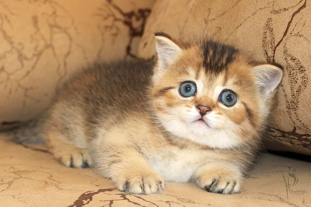 Scottish Golden Chinchilla