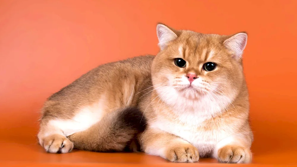 Golden Tiked Chinchilla