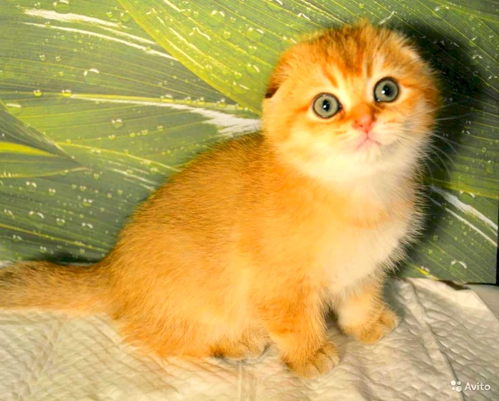 Scottish Golden tiked chinchilla