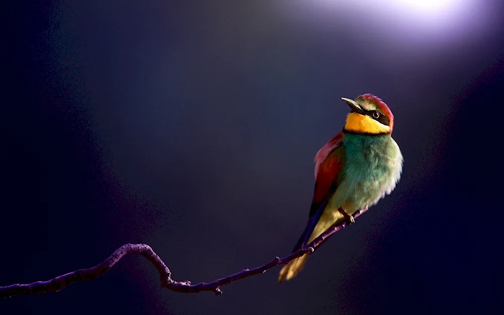 Golden plover