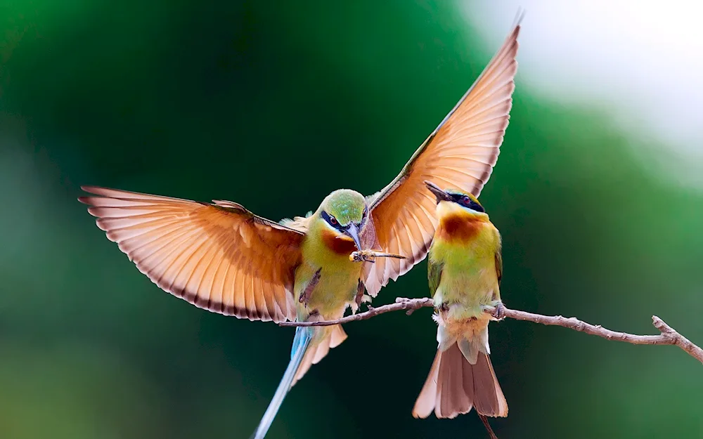 Crested warbler