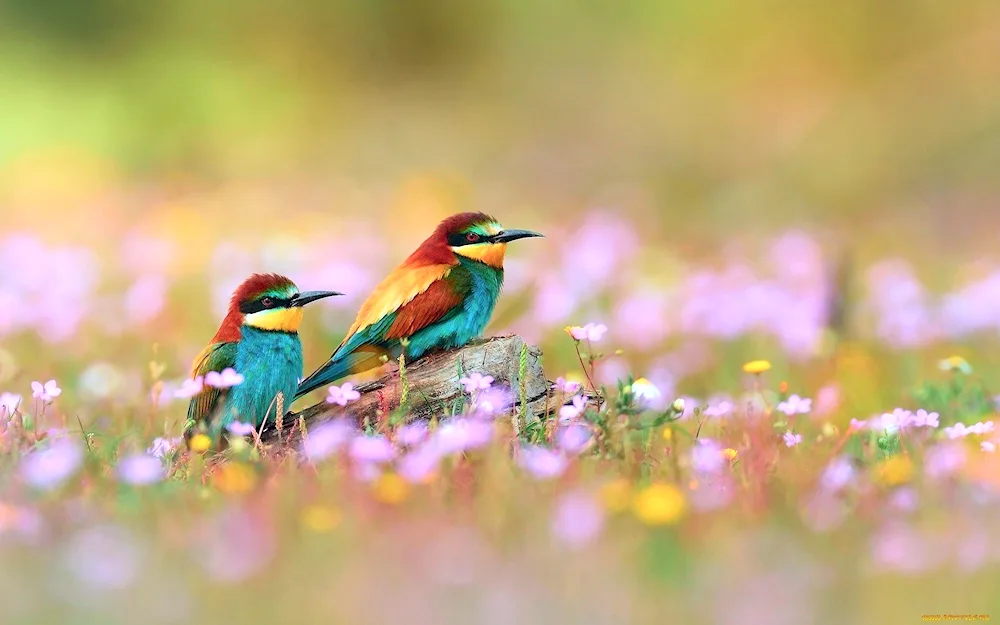 Golden plover