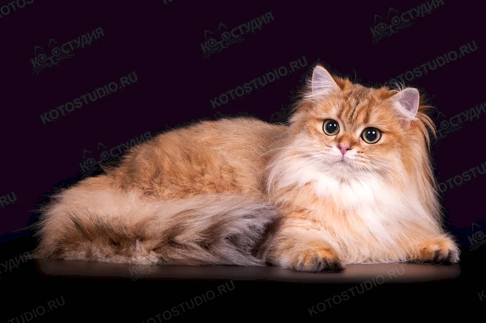 British Long-haired Chinchilla