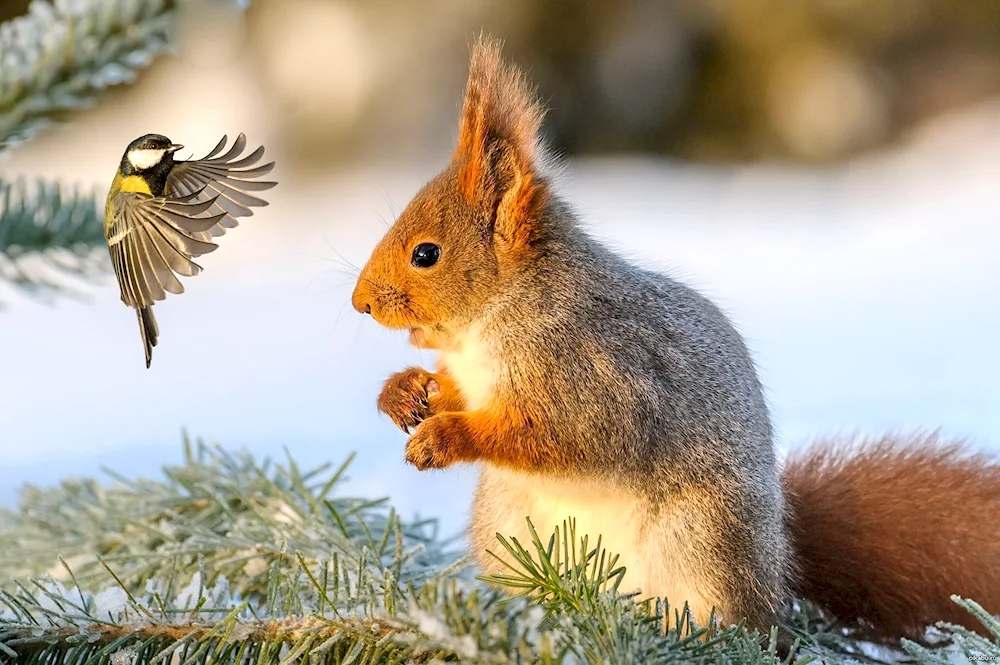 Squirrel in the snow