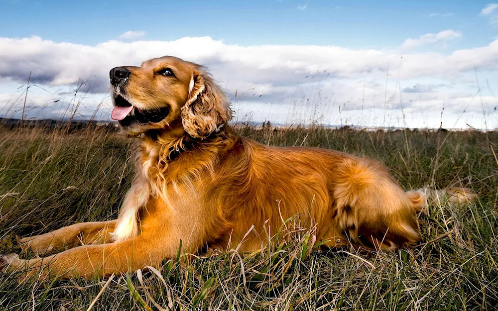 Spaniel Australian spaniel. shepherd