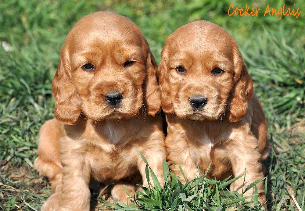 Golden cocker spaniel