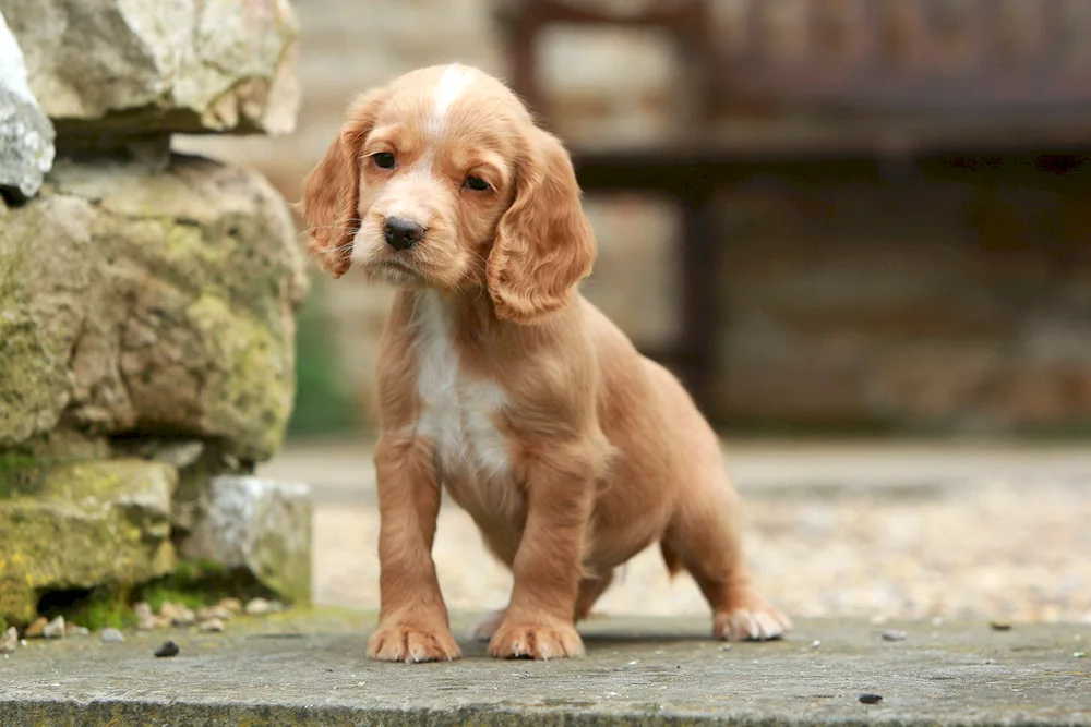 Golden cocker spaniel