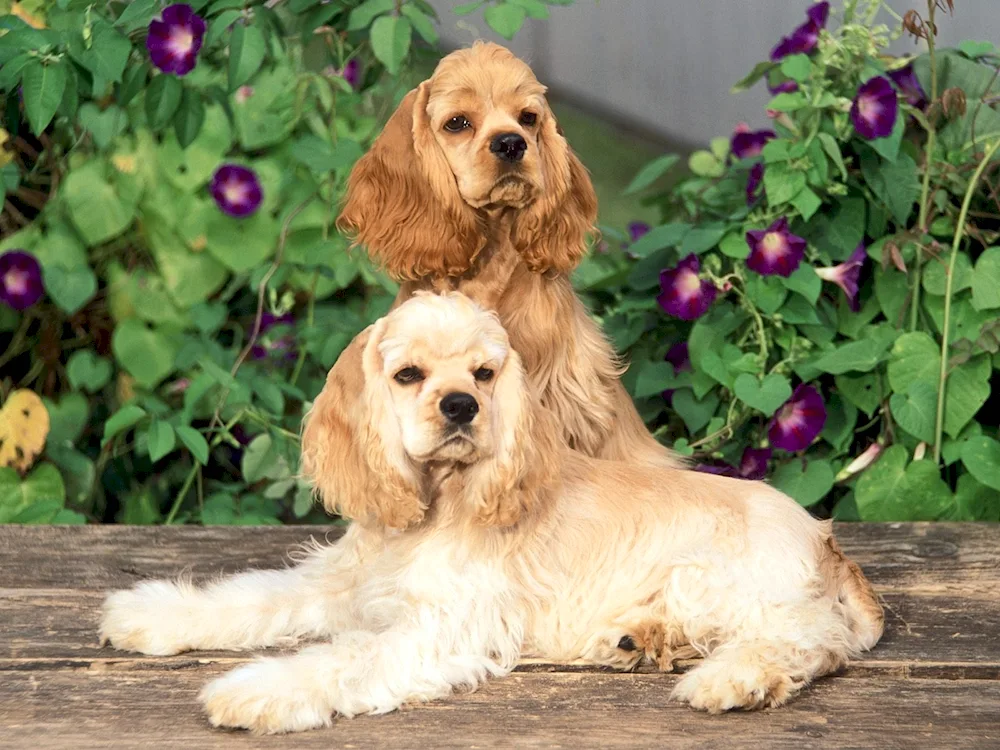 Golden Cocker spaniel