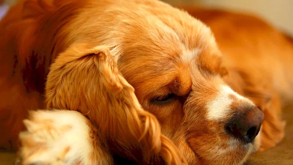 Golden cocker spaniel