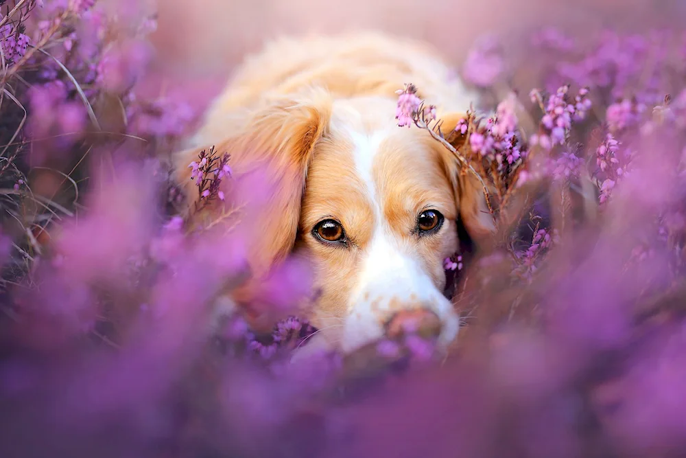 Golden Labrador