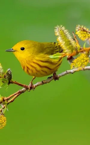 Golden-winged Warbler