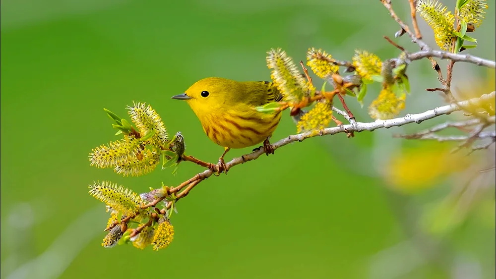 Golden-winged Warbler