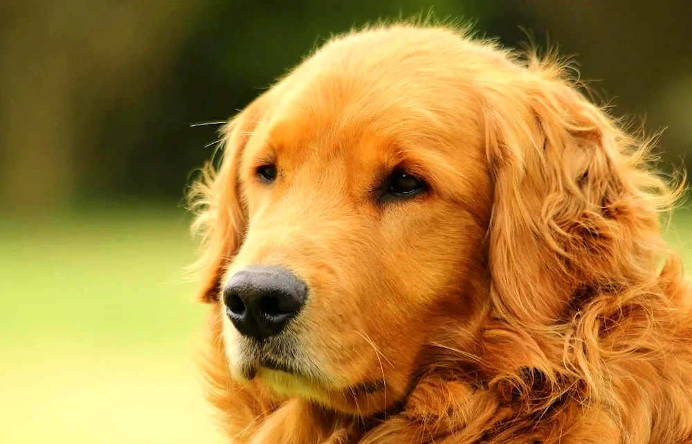 Golden retriever breed