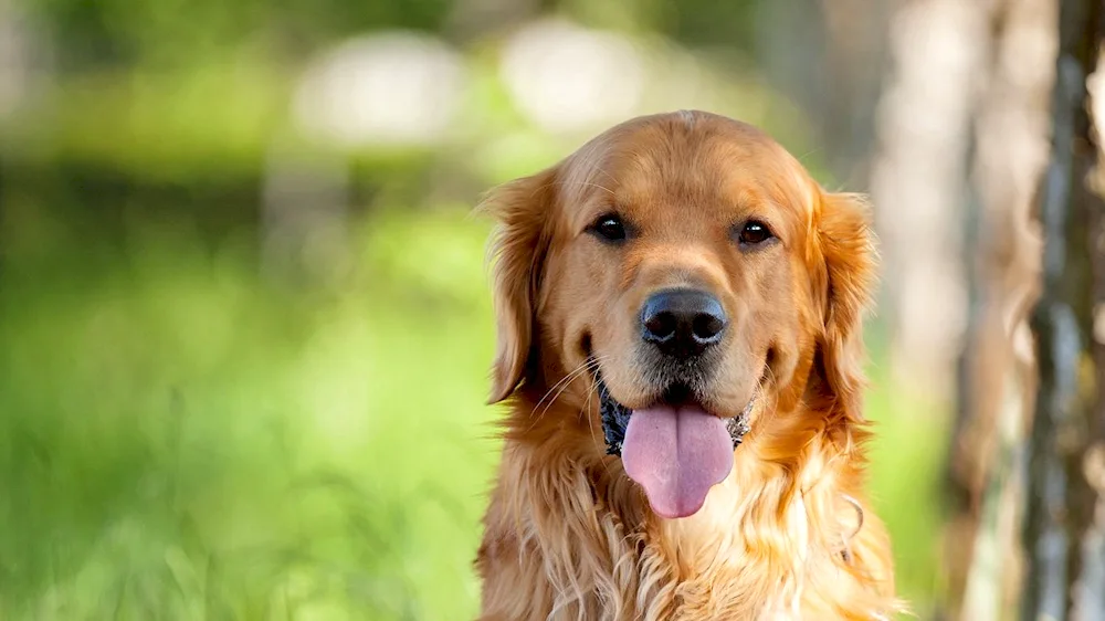 Labrador retriever