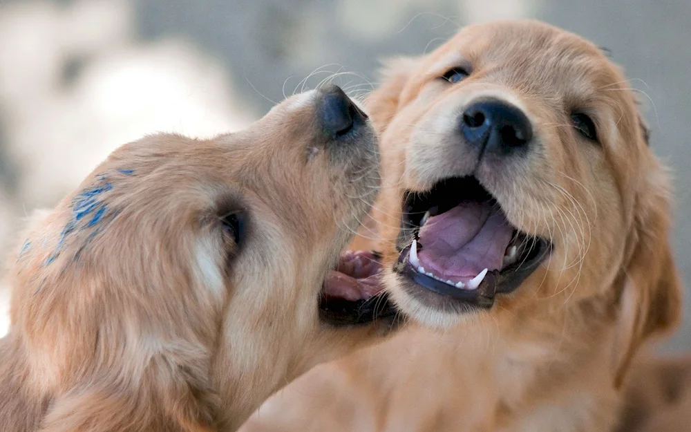 Golden retriever orange