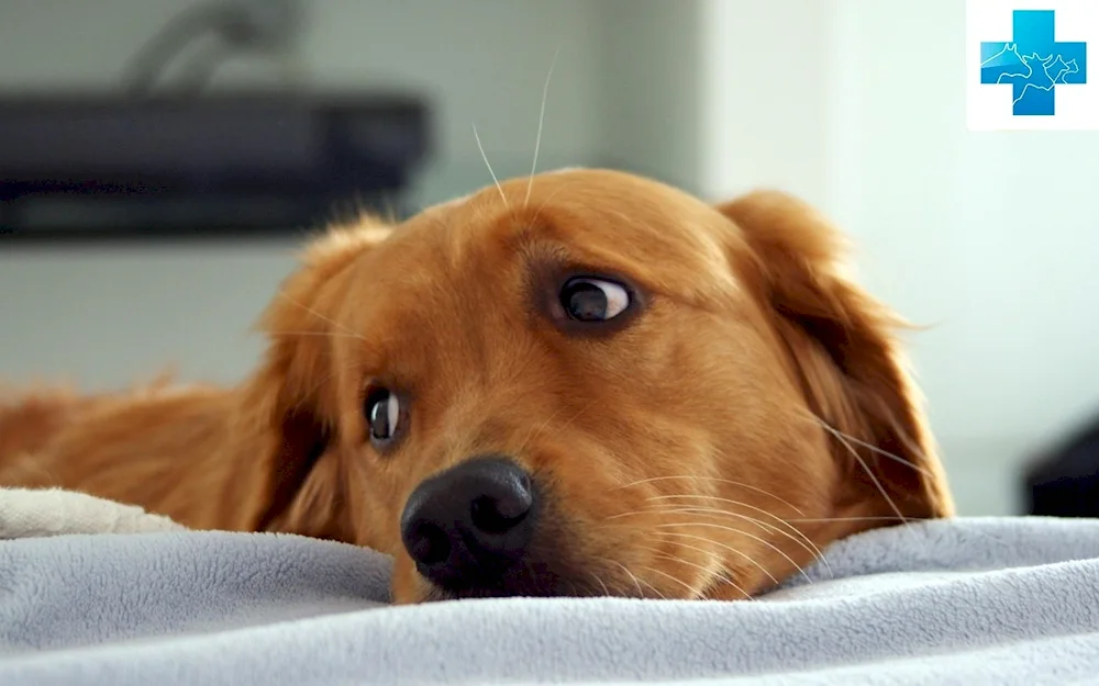 Pappy golden retriever