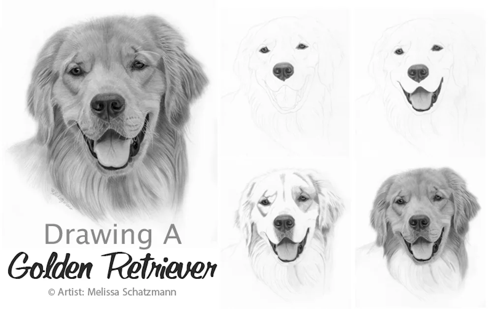 Dog pencil drawing