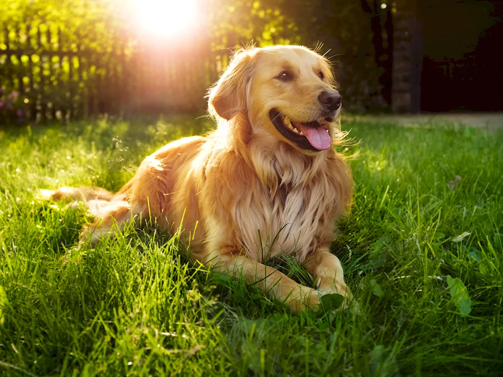 Golden dog
