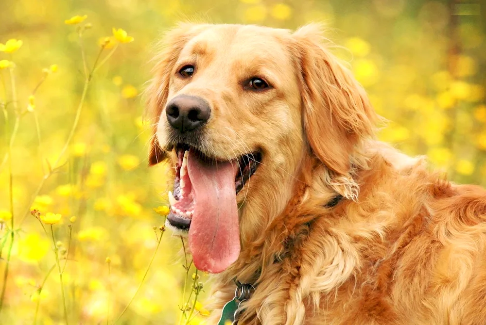 Labrador retriever lynx inu