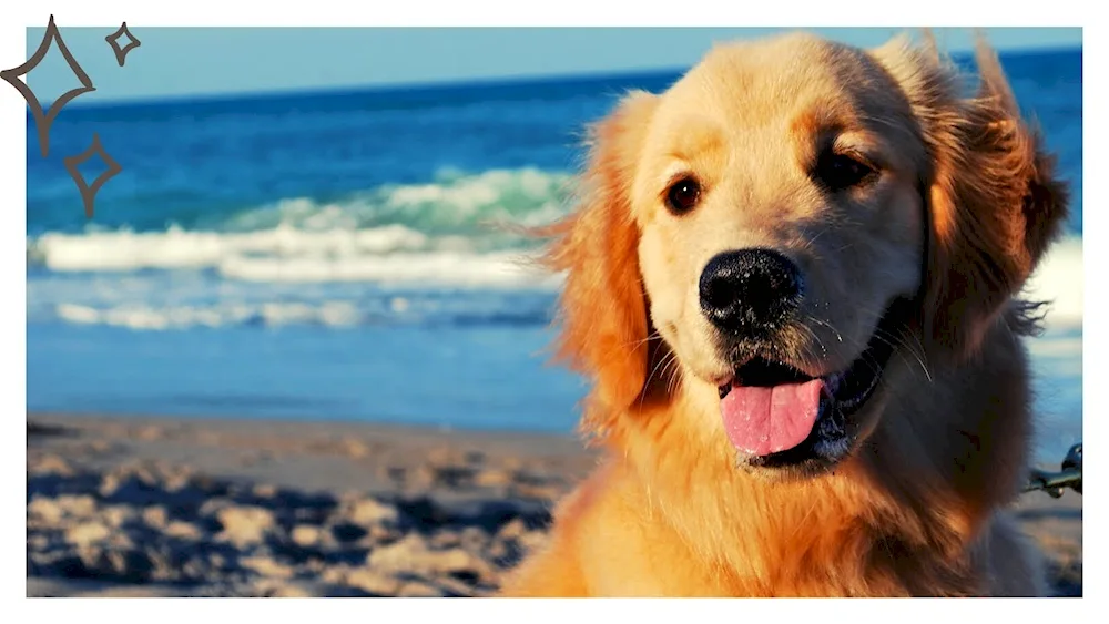 Golden retriever