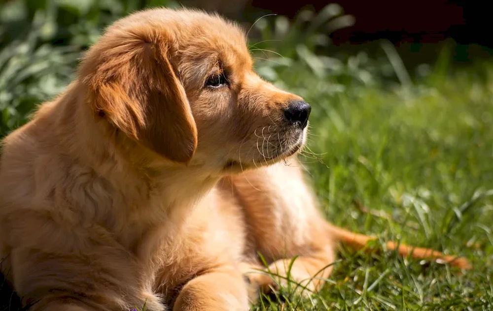 Bordeaux Retriever