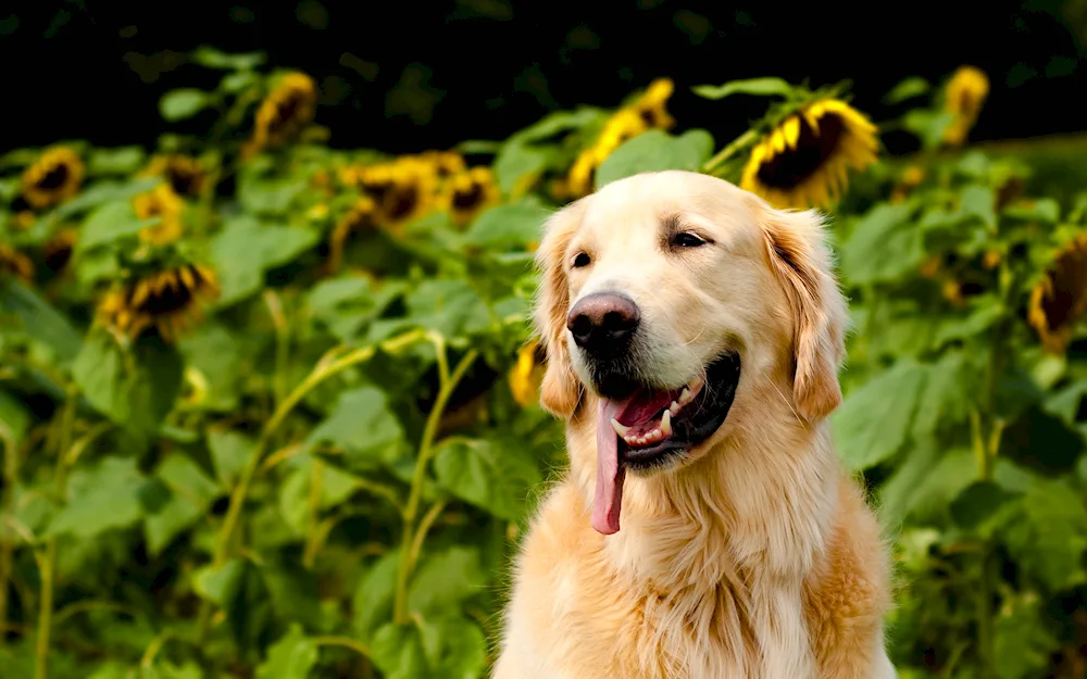 Golden retriever