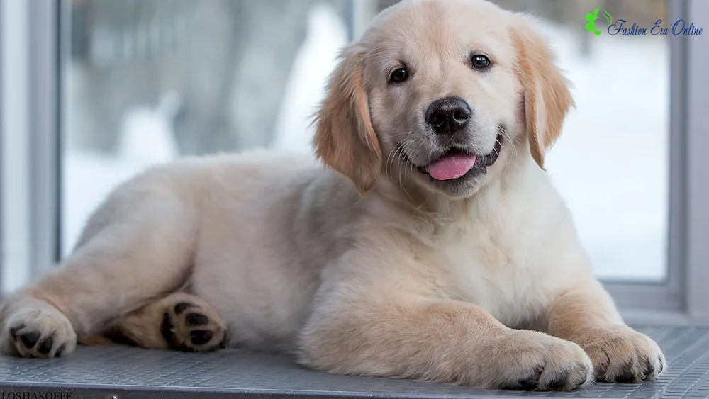 Golden retriever