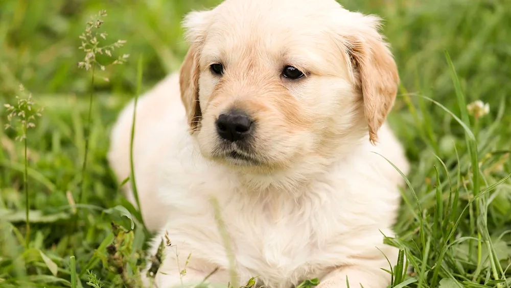 Golden Retriever