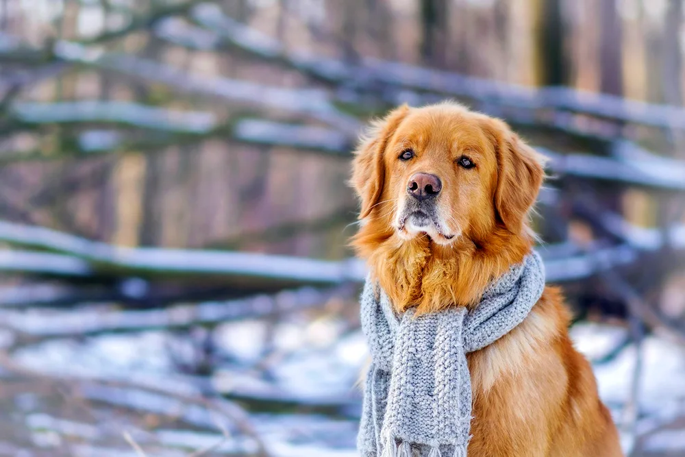 Labrador Golden Retriever